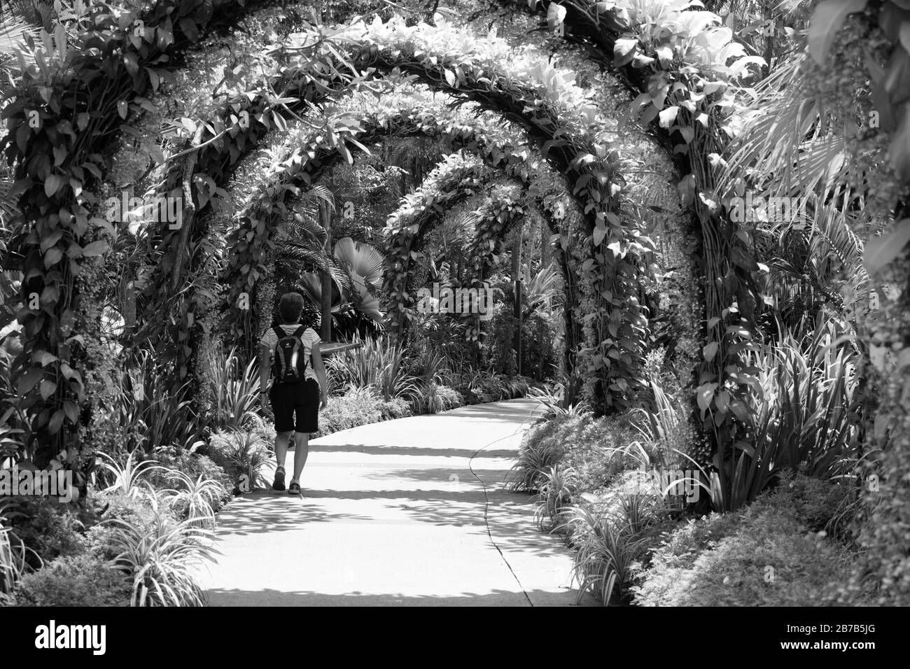 Image en noir et blanc d'Orchid Oncidium goldiana poussant sur une arche. Banque D'Images