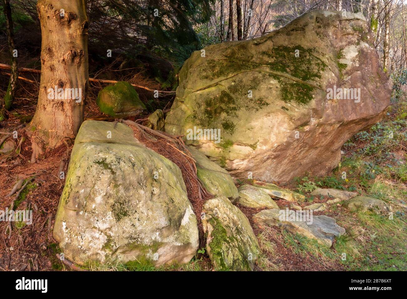 Arbres et rochers à Llyn Crafnant, Snowdonia, Pays de Galles du Nord Banque D'Images