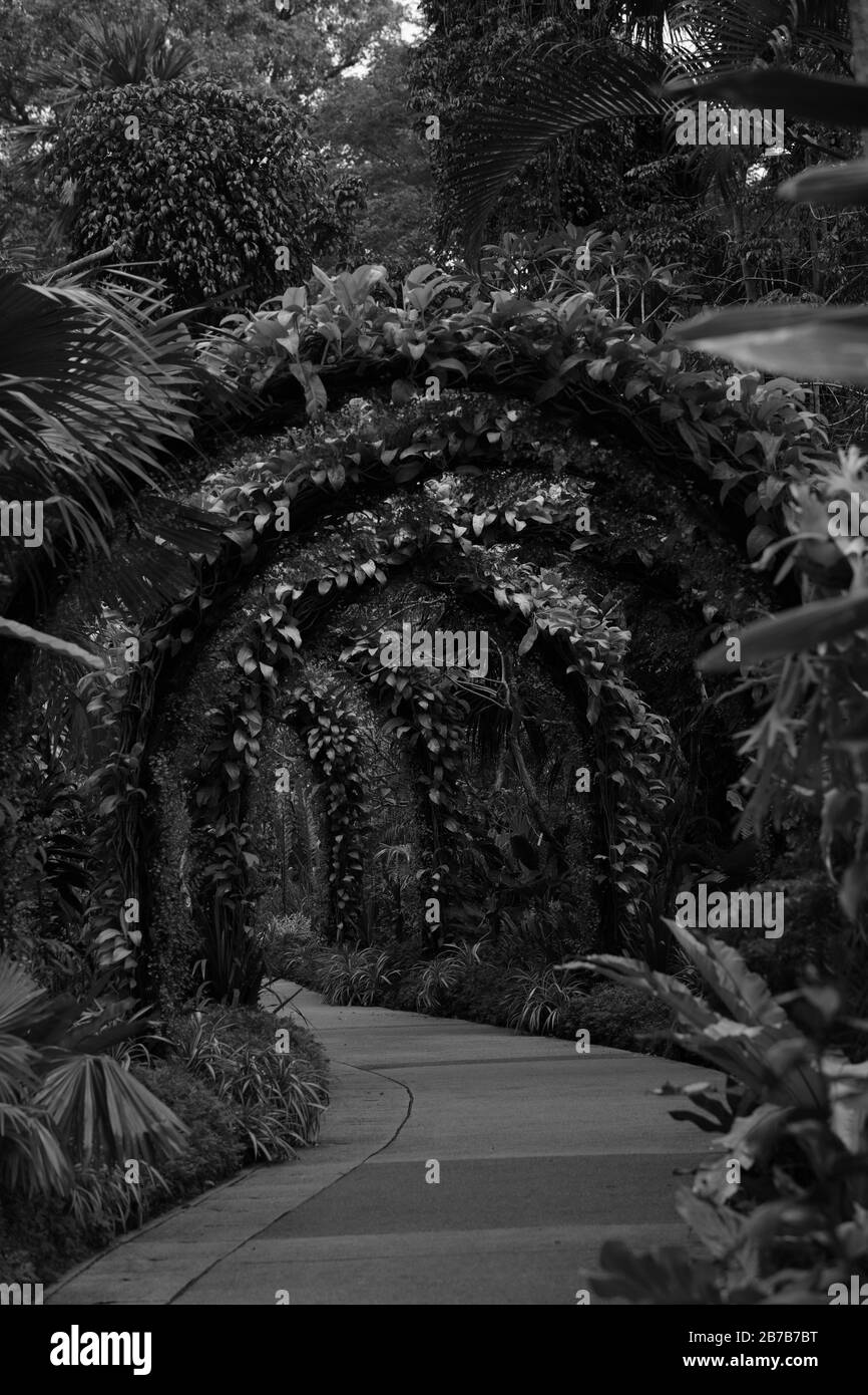 Image en noir et blanc d'Orchid Oncidium goldiana poussant sur une arche. Banque D'Images