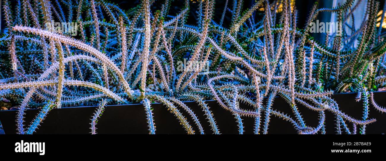 Une vision dramatique d'un enchevêtrement de tiges alluaudia procera.succulentes apparaissant serpent comme dans un semoir en Arizona, aux États-Unis Banque D'Images