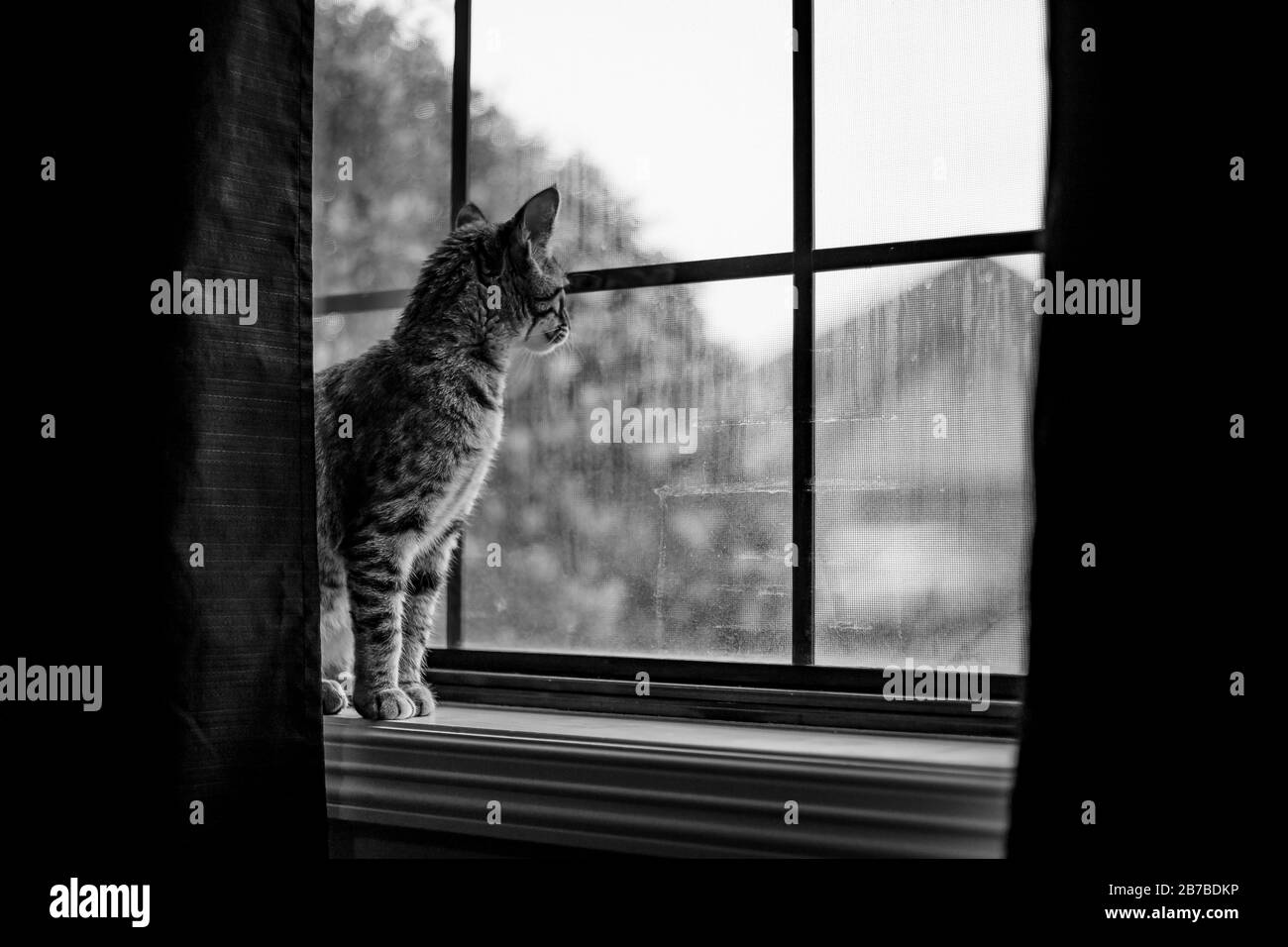 Cat looking out window Banque D'Images