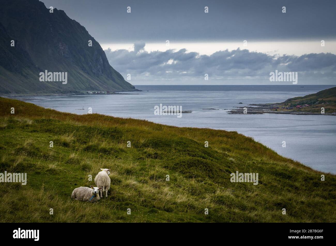 Paysage nordique avec des moutons à une journée sombre, Vestvågøya, îles Lofoten, Norvège Banque D'Images