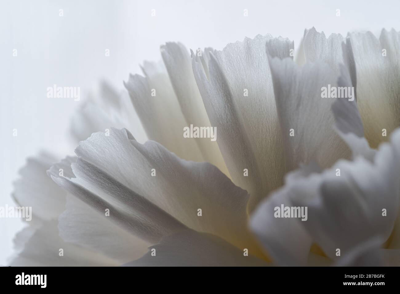 Détails et textures des pétales de fleurs blanches, de la carnation blanche, du dianthus caryophyllus, illuminés par la lumière naturelle, la macro photographie Banque D'Images