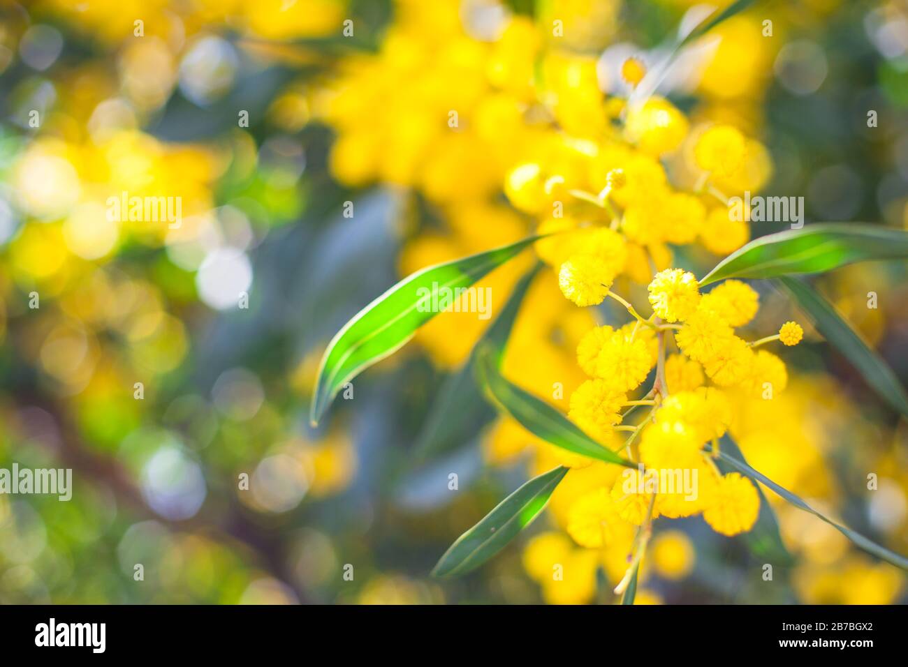 Mimosa, Acacia dealbata. Branche avec fleurs jaunes. Banque D'Images