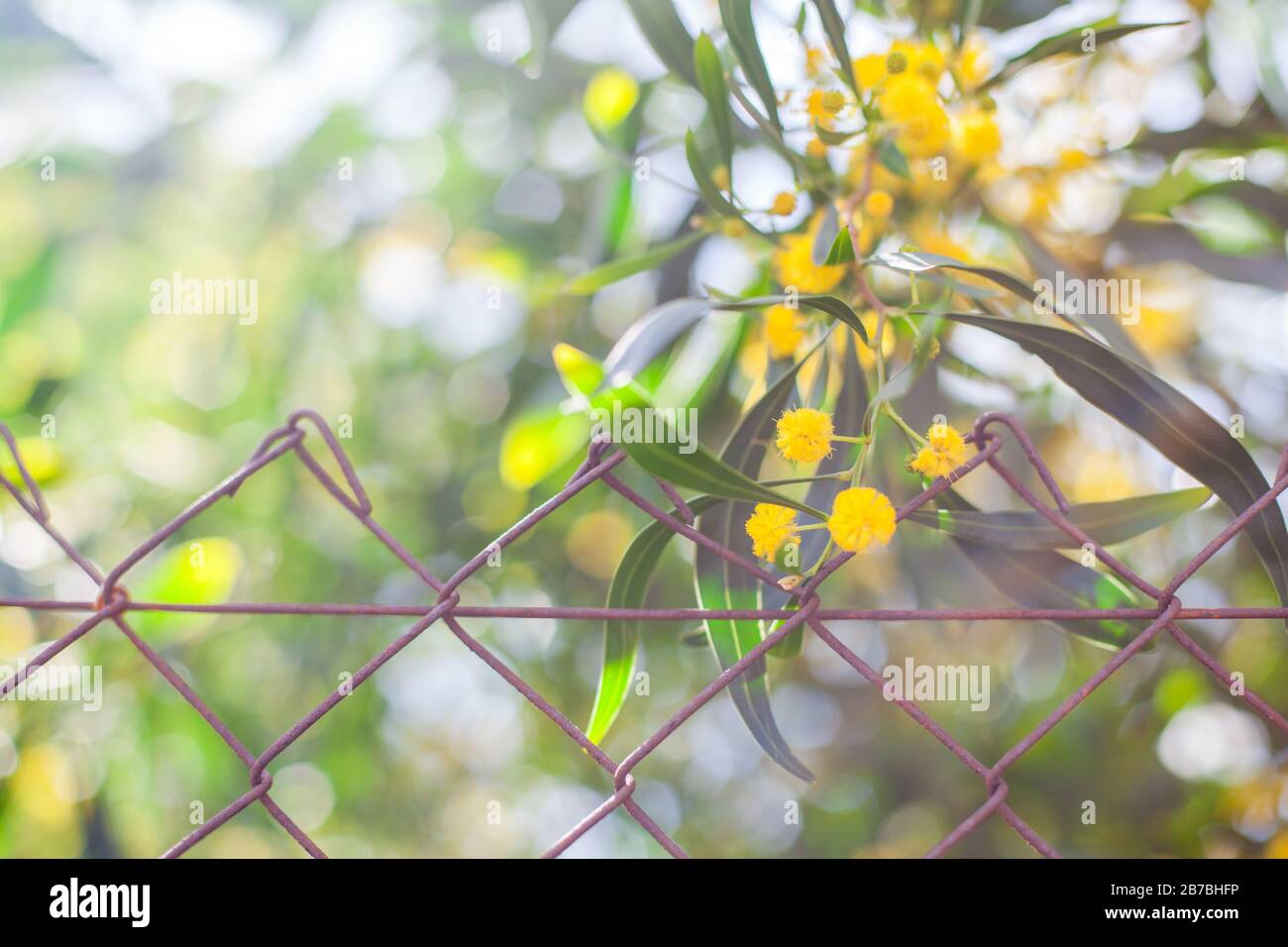 Mimosa, Acacia dealbata. Branche avec fleurs jaunes. Banque D'Images