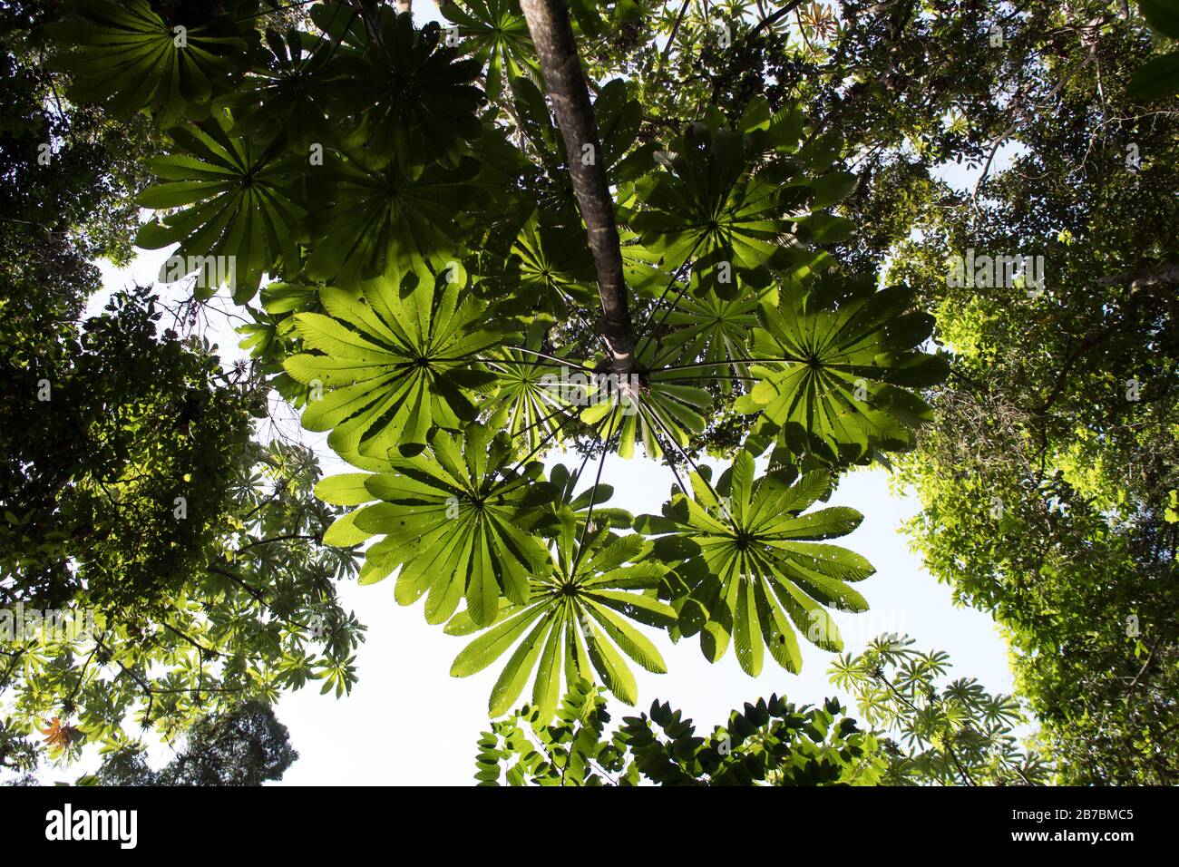 Arbres qui cultivent la forêt tropicale Banque D'Images