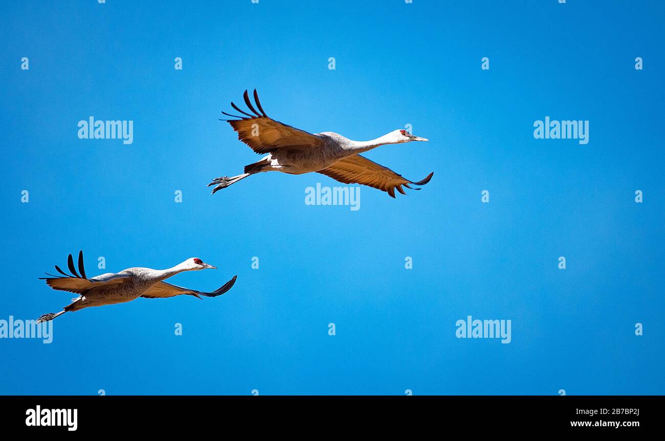 Colorado, États-Unis. 14 mars 2020. Grues de sandhill en vol. Chaque printemps, plus de 20 000 grues Sandhill migrent à travers la vallée de San Luis du Colorado. En vous arrêtant pendant plusieurs semaines et en vous alimentant sur des champs fraîchement coupés de la fin février au début d'avril, les grues en migration se réalimentent avant de voler vers le nord jusqu'à leurs champs d'été dans le Wyoming et le Montana. Refuge National De Monte Vista, Monte Vista, Colorado. Crédit : Cal Sport Media/Alay Live News Banque D'Images