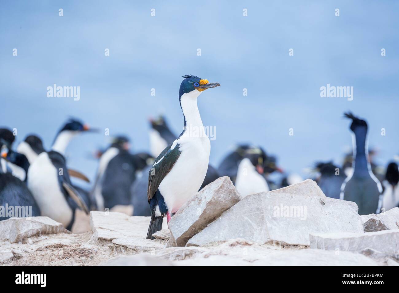 Roi Cormorant (Phalacrocorax Atriceps), Îles Falkland, Amérique Du Sud Banque D'Images