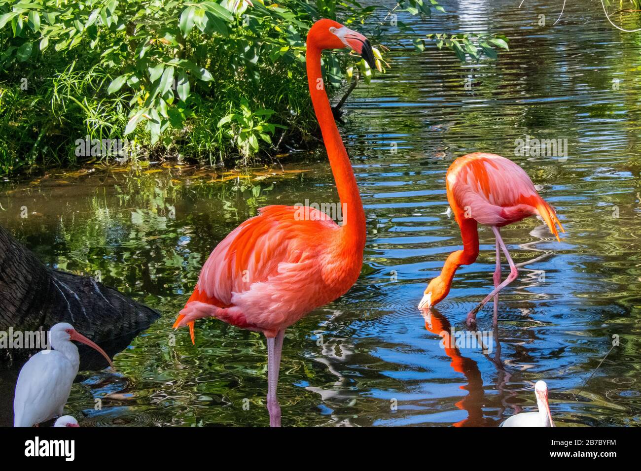 Bonita Springs Floride Flamingos Banque D'Images