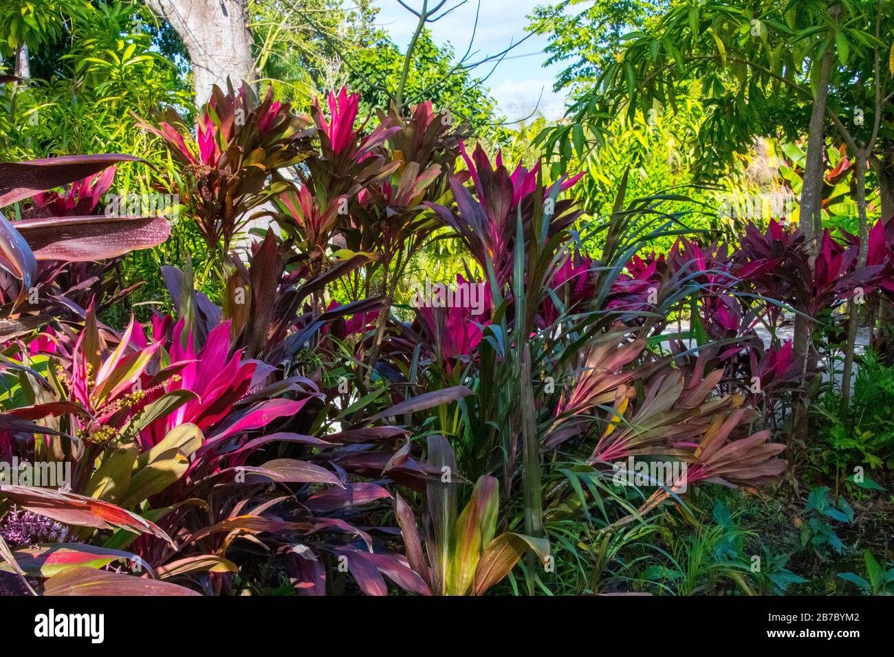 Bonita Springs Floride flore en janvier Banque D'Images