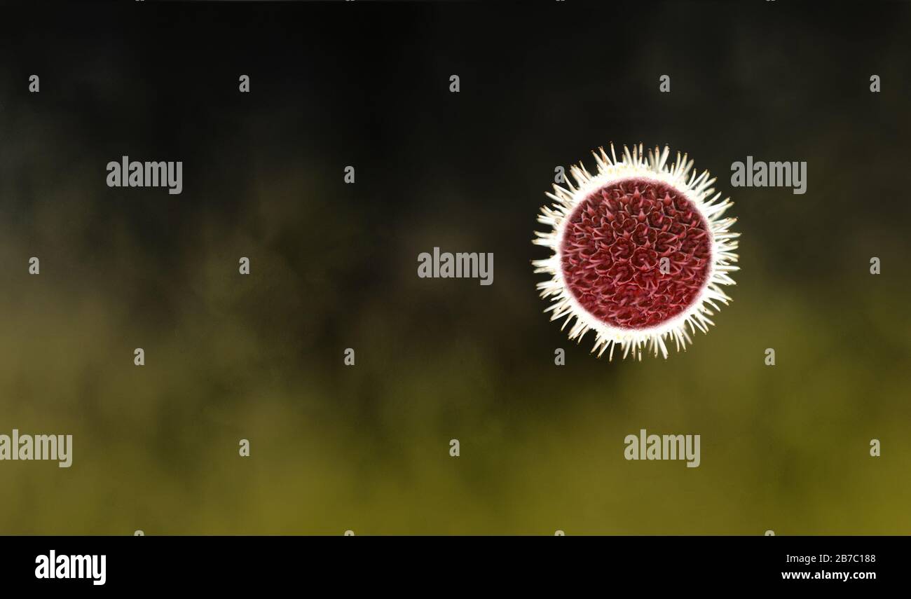 Une fleur de chardon avec la forme du coronavirus Banque D'Images