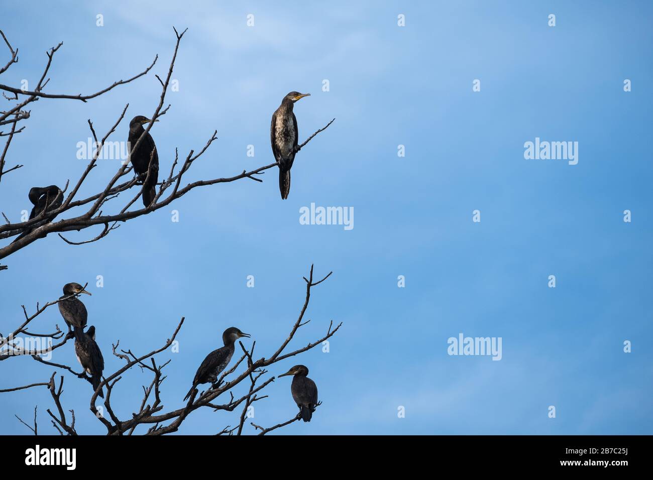 Oiseaux perchés sur les branches d'arbres avec fond bleu ciel Banque D'Images