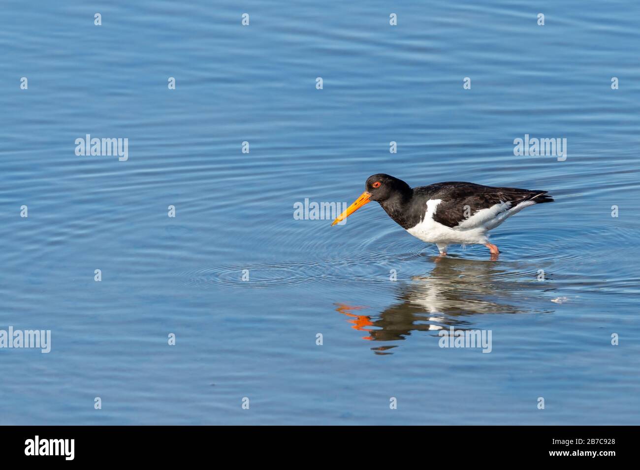 Gros plan d'un oiseau de l'oystercatcher dans l'eau bleue Banque D'Images