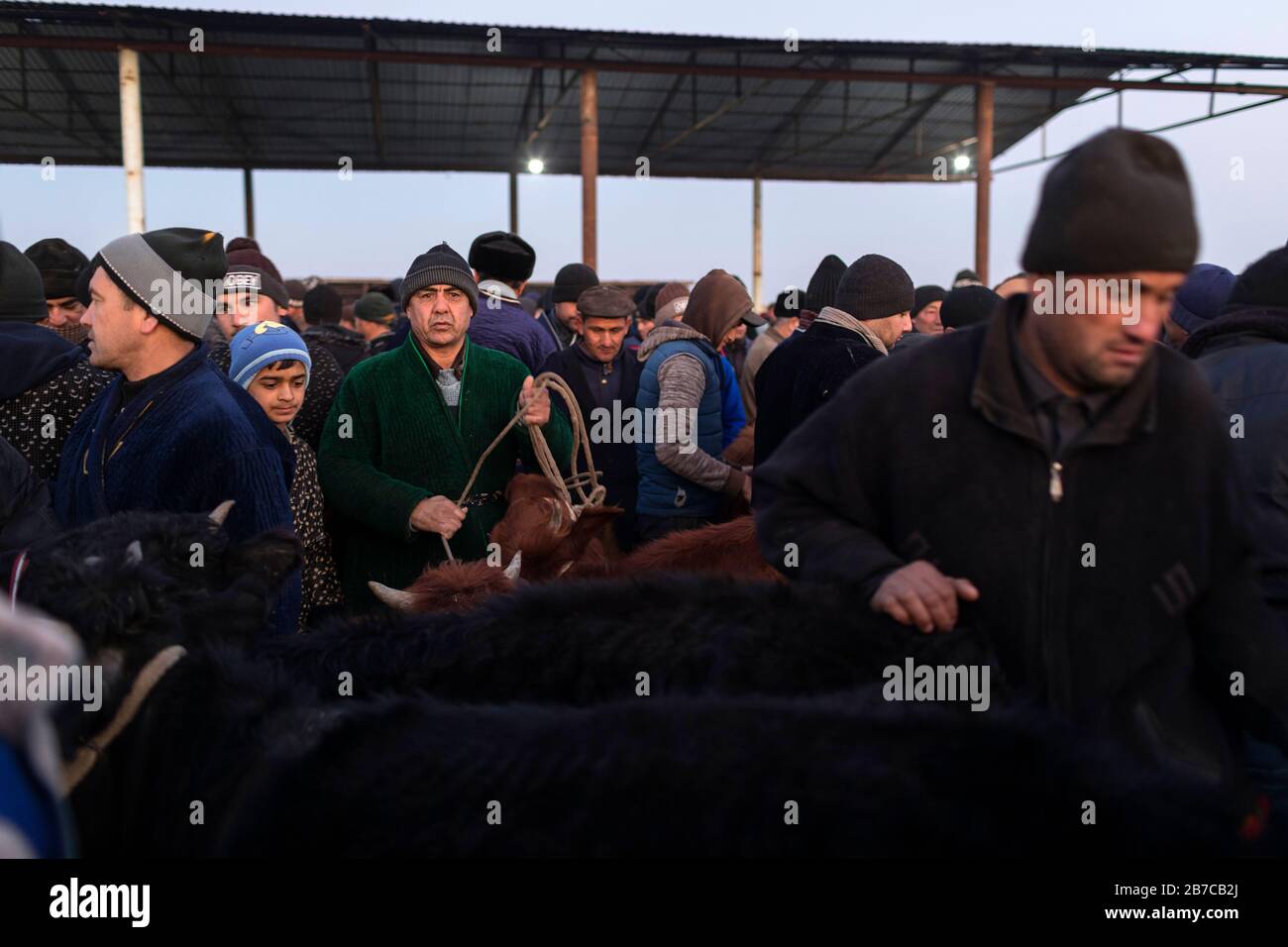Scène sur le marché du bétail du matin dans un village près de Boukhara, Ouzbékistan Banque D'Images