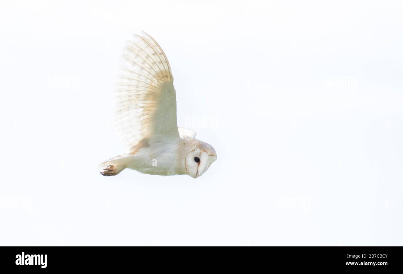 Grange hibou volant à York, Angleterre, Royaume-Uni Banque D'Images