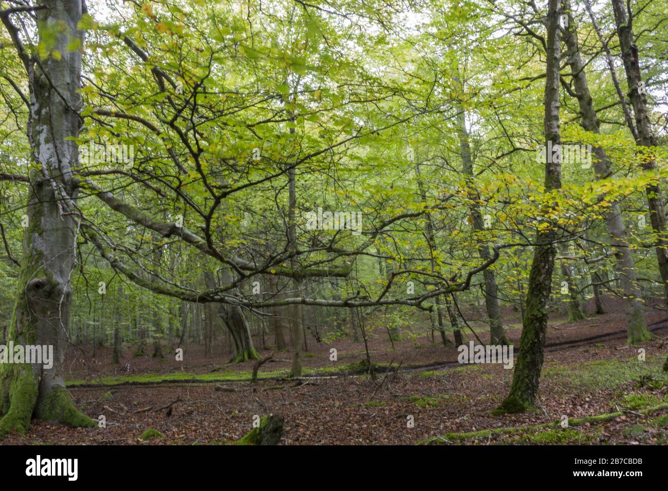 paysage de forêt luxuriant Banque D'Images