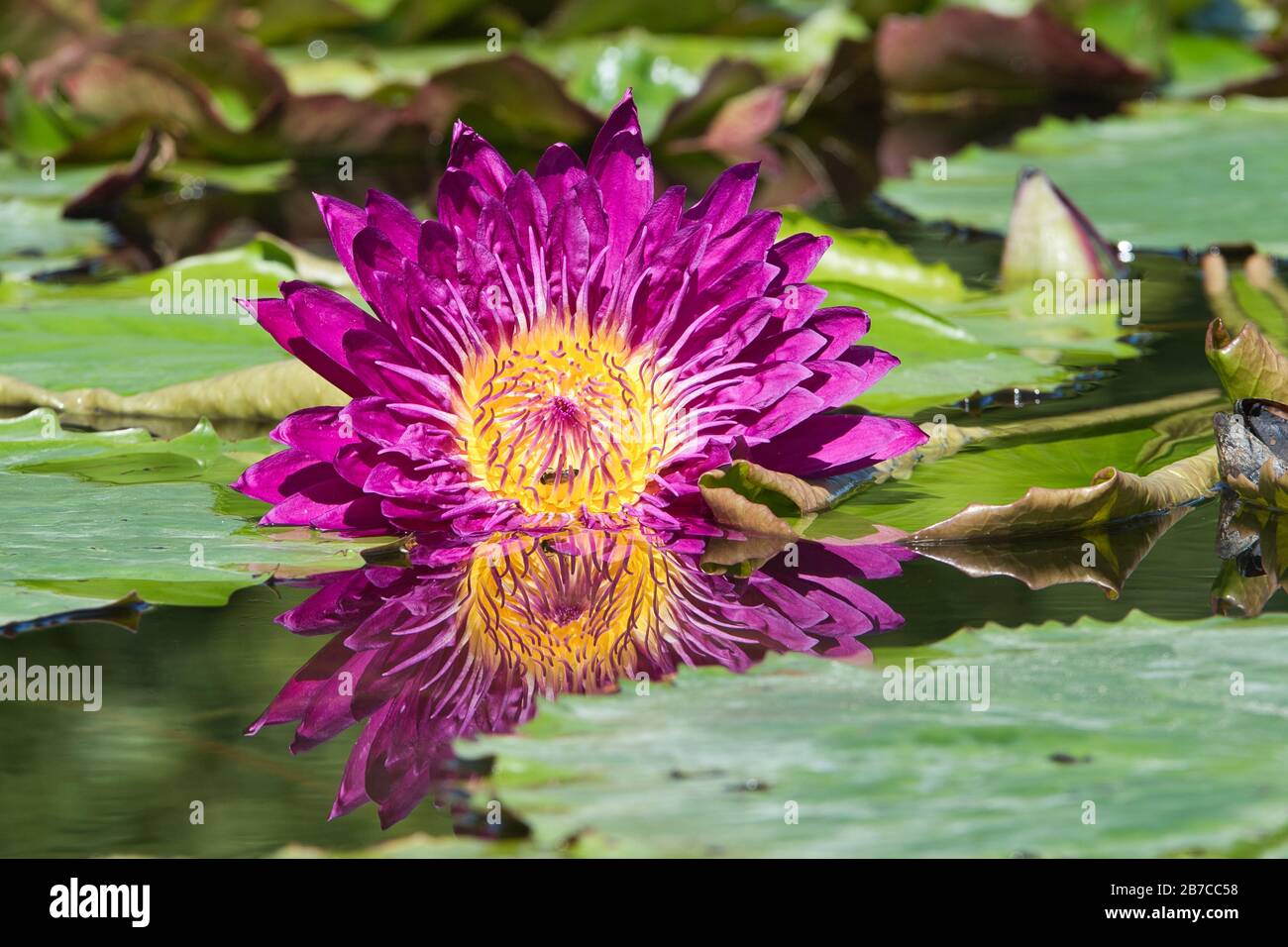 Seerose,Teichrose,Wasserpflanze,Pflanze,Nymphée, Spermatophytina, plantes aquatiques, Lily pad , Seerosengewächse , Magnoloopsida Banque D'Images