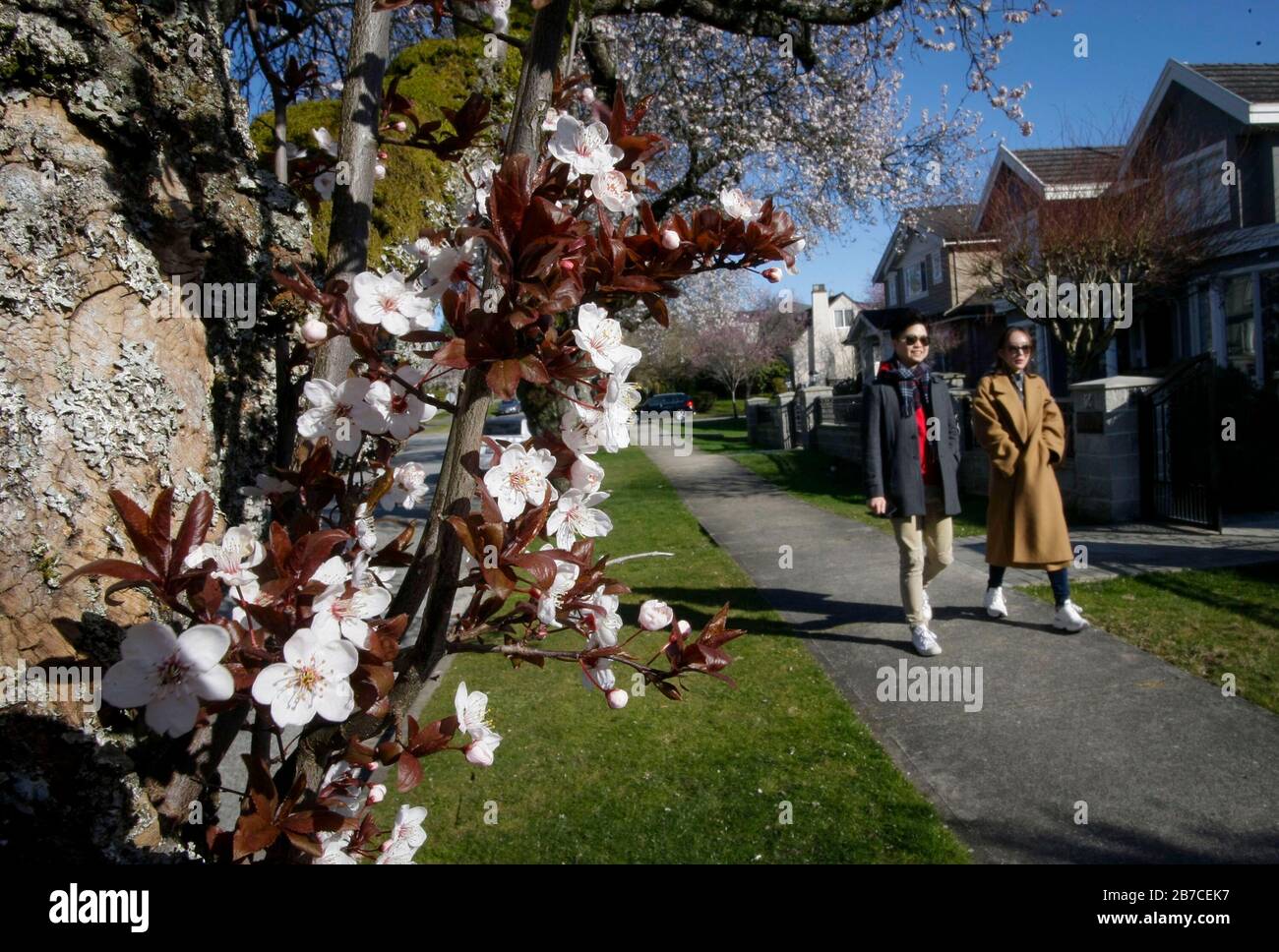 Vancouver, Canada. 14 mars 2020. Les gens profitent de la floraison des cerisiers à Vancouver, Canada, le 14 mars 2020. Crédit: Liang Sen/Xinhua/Alay Live News Banque D'Images