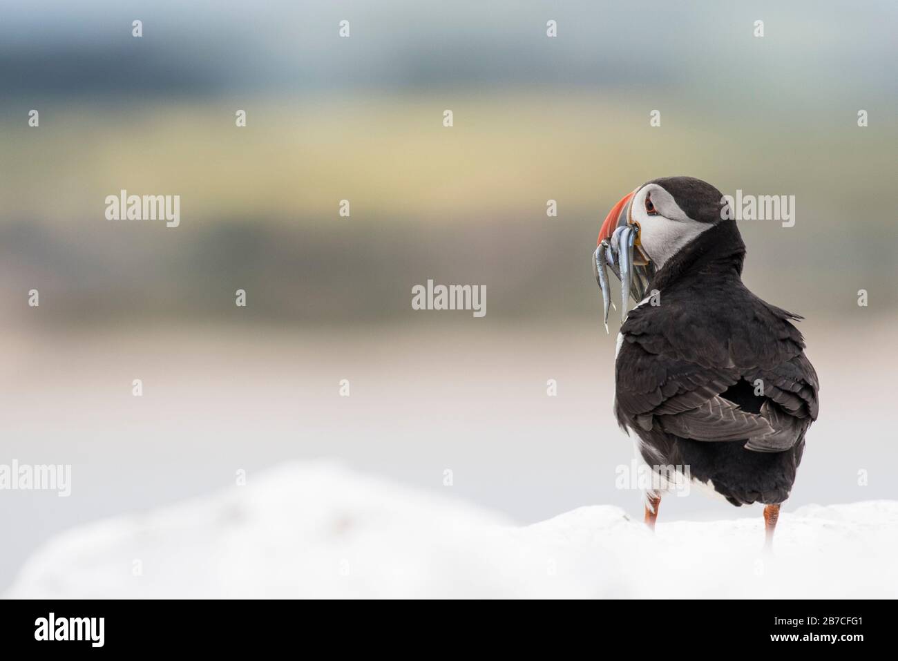 Puffin debout avec du poisson dans la facture, îles Farne, Northumberland, Angleterre, Royaume-Uni Banque D'Images