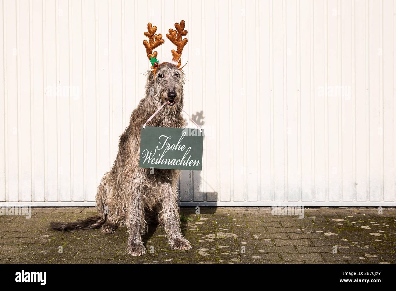 scottish deerhound à noël avec un message texte Banque D'Images