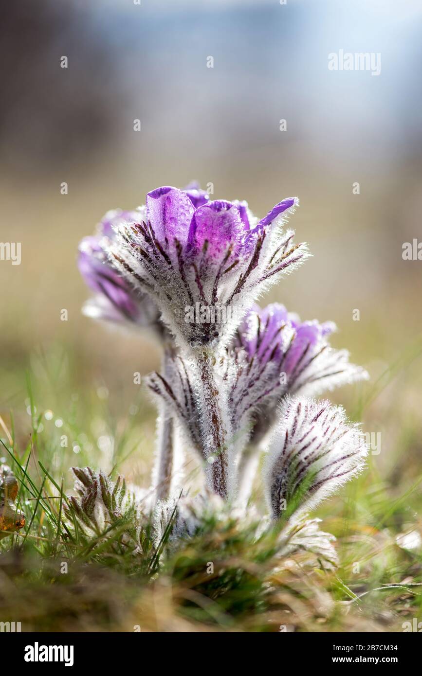 Fleurs printanières Pulsatilla pratensis sauvage - foyer sélectif, espace de copie Banque D'Images