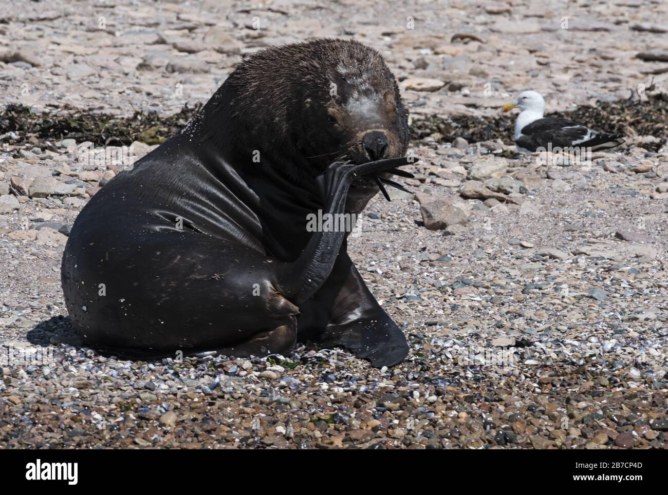 Lion de mer masculin sur une île de la Patagonie de la Manche de Beagle, Argentine Banque D'Images