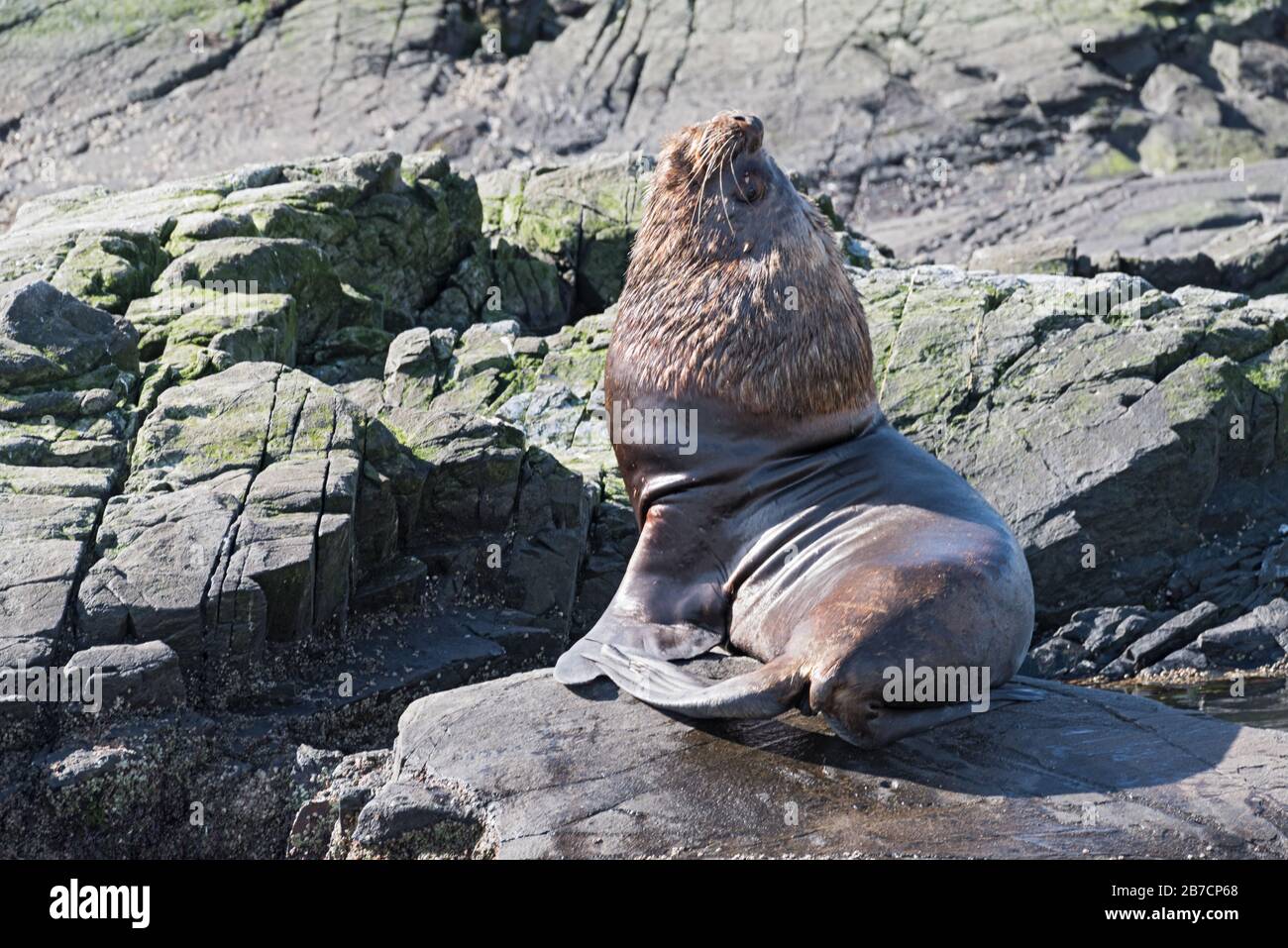 Lion de mer masculin sur une île de la Patagonie de la Manche de Beagle, Argentine Banque D'Images