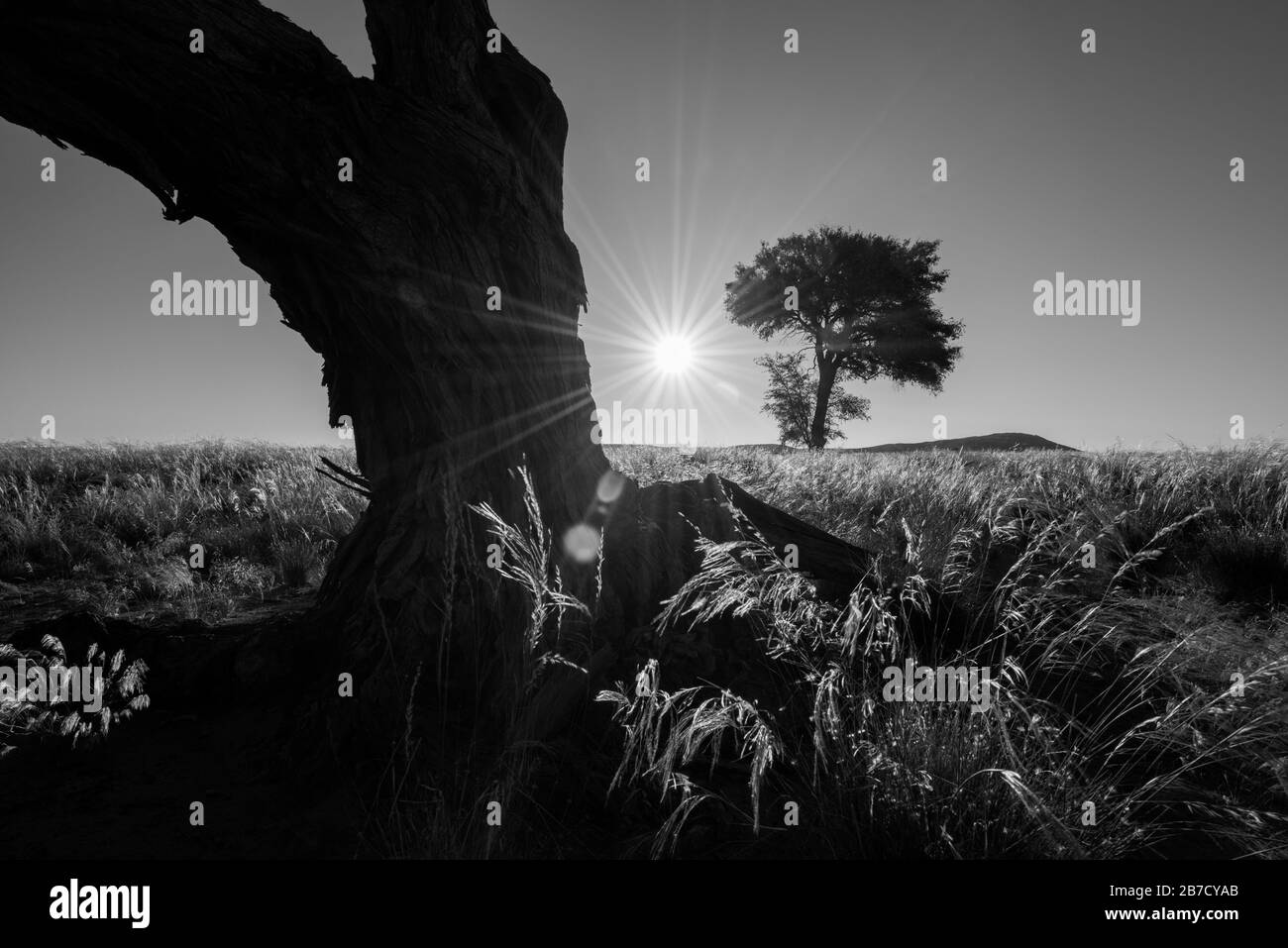 Une photo en noir et blanc du soleil entre deux arbres dans le Sossusvlei, Namibie Banque D'Images