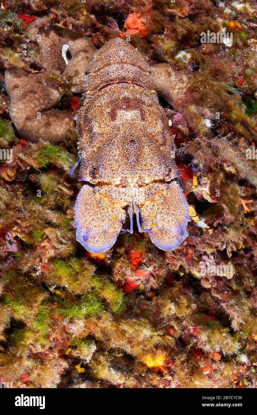 Gros plan sur le homard de la Méditerranée (Scyllarides latus) dans le parc naturel des Ses Salines (Formentera, Iles Baléares, Méditerranée, Espagne) Banque D'Images