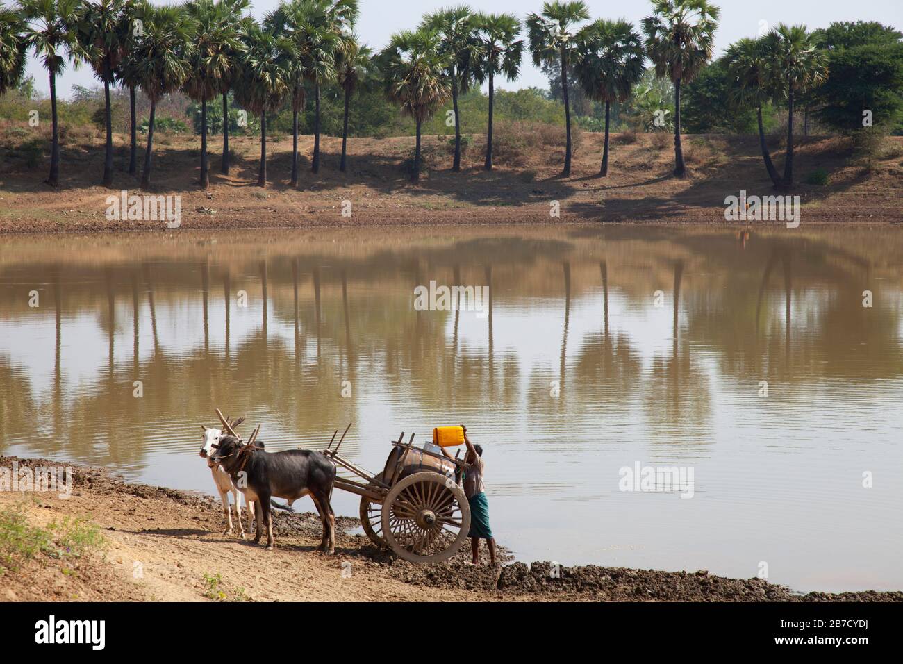 Approvisionnement en eau, pays entre Nyaung U et Popa Mountain, région de Mandalay, Myanmar, Asie Banque D'Images