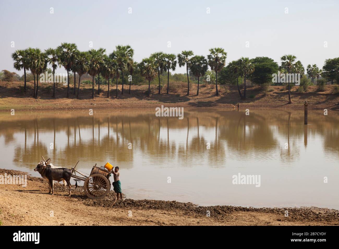 Approvisionnement en eau, pays entre Nyaung U et Popa Mountain, région de Mandalay, Myanmar, Asie Banque D'Images