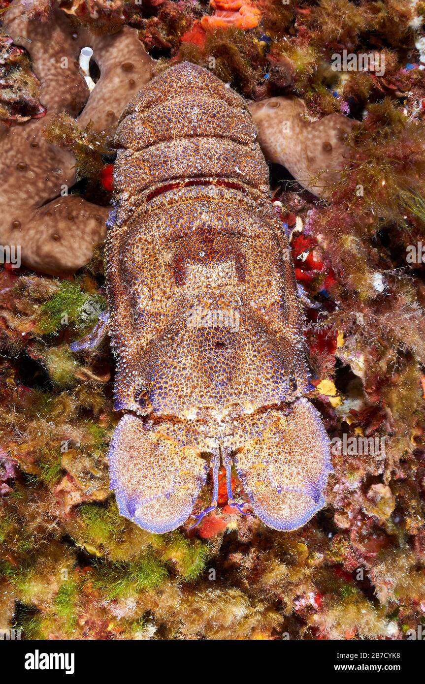 Gros plan sur le homard de la Méditerranée (Scyllarides latus) dans le parc naturel des Ses Salines (Formentera, Iles Baléares, Méditerranée, Espagne) Banque D'Images