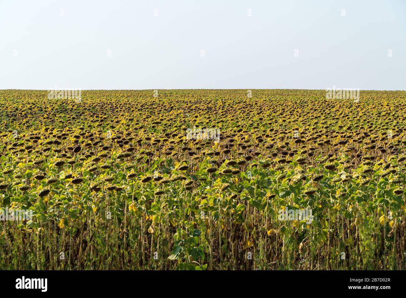 Champ de tournesol sec en été Banque D'Images