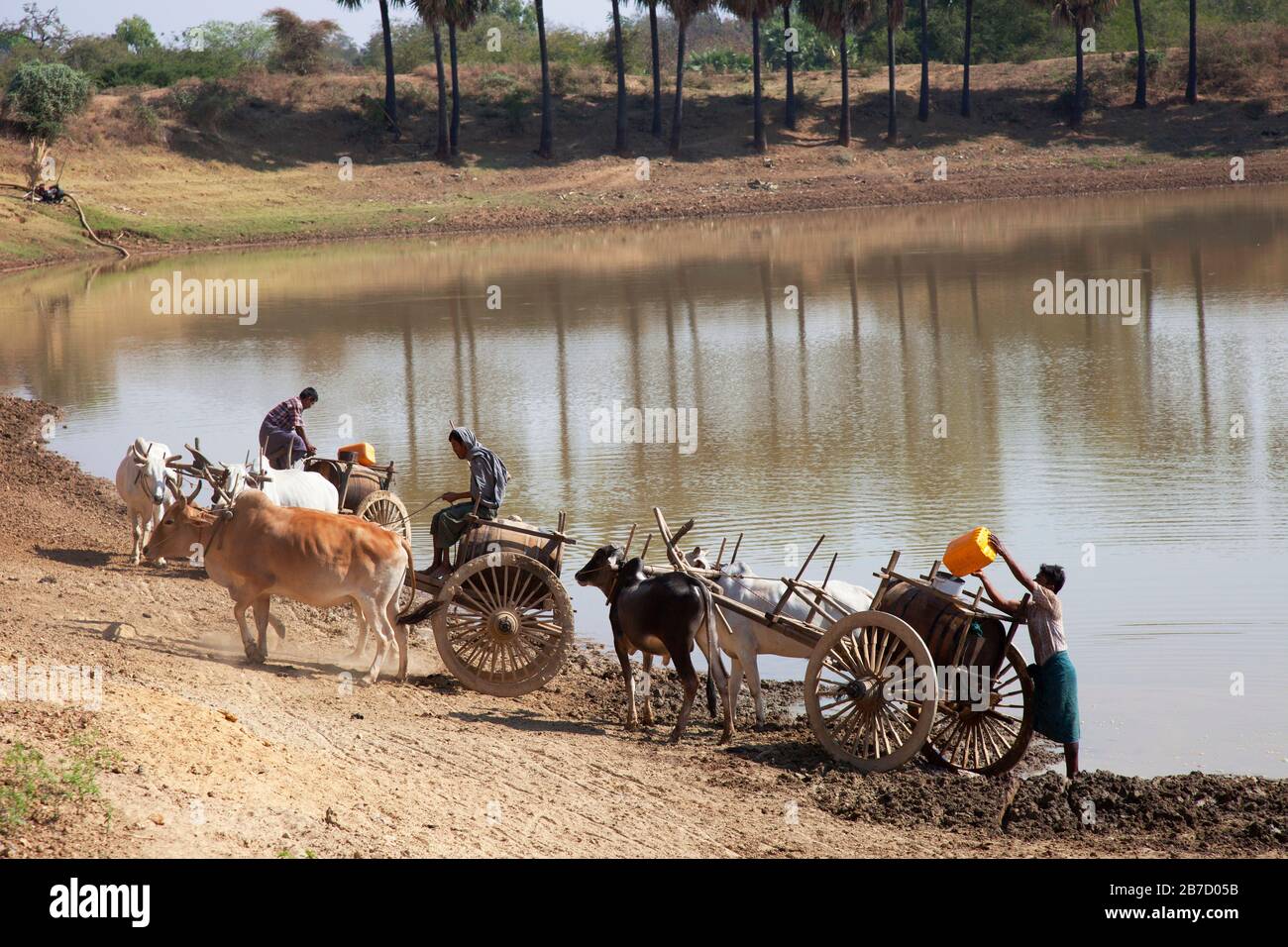 Approvisionnement en eau, pays entre Nyaung U et Popa Mountain, région de Mandalay, Myanmar, Asie Banque D'Images
