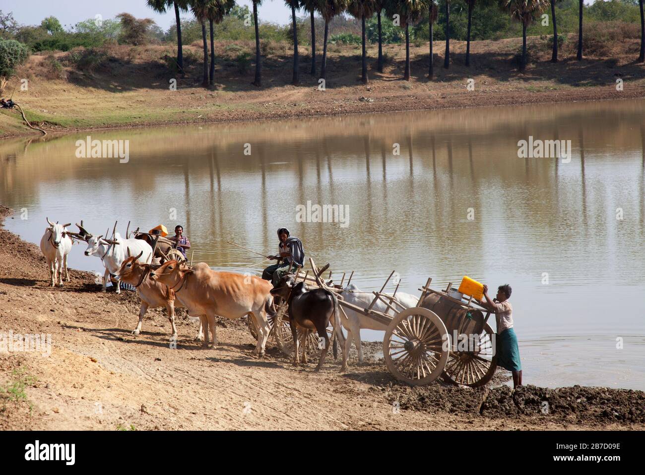 Approvisionnement en eau, pays entre Nyaung U et Popa Mountain, région de Mandalay, Myanmar, Asie Banque D'Images