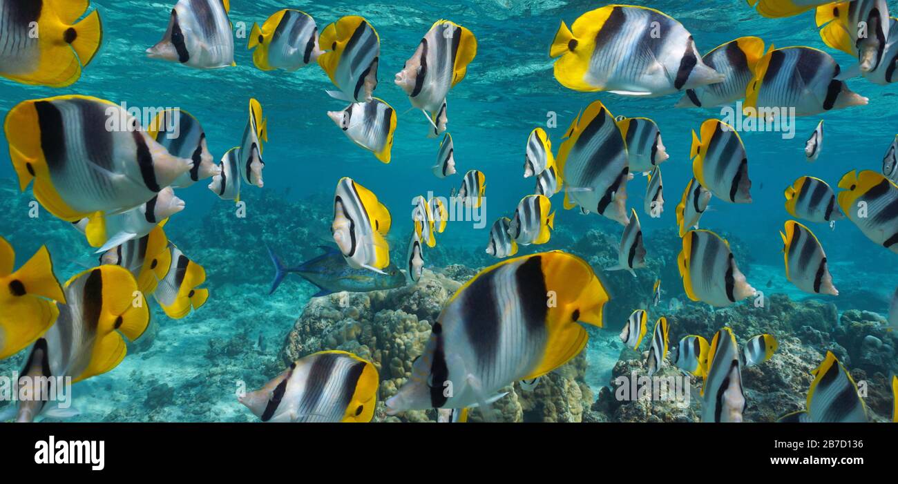 École de poissons tropicaux sous-marine, butterflyfish à double selle du Pacifique, océan Pacifique, Polynésie française Banque D'Images