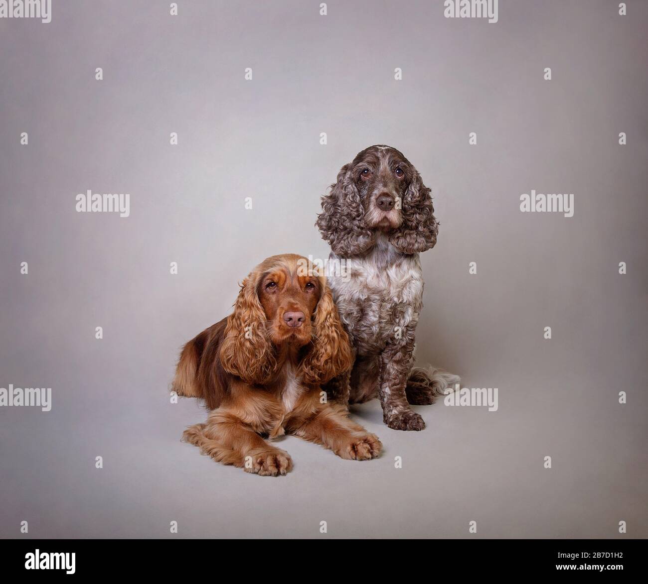 2 Cocker Spaniels Banque D'Images