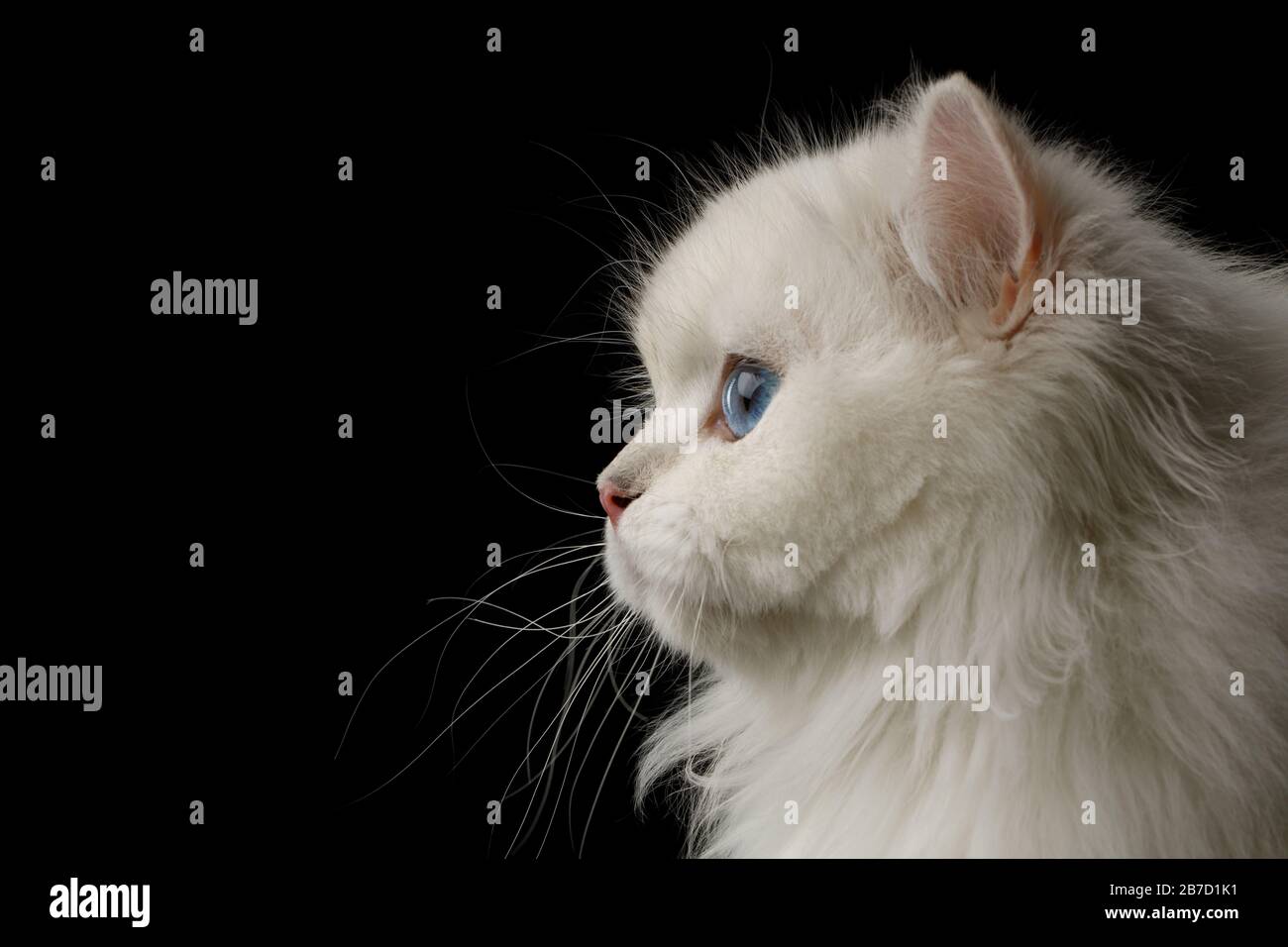 Portrait De La Race De Chat Blanc Aux Yeux Bleus L Autre Sur Fond Noir Isole Vue De Profil Photo Stock Alamy