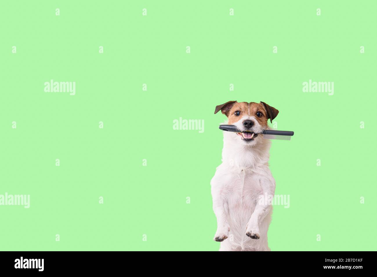 Le chien a besoin d'un concept de toilettage avec un chien amusant qui tient une brosse de toilettage dans la bouche Banque D'Images