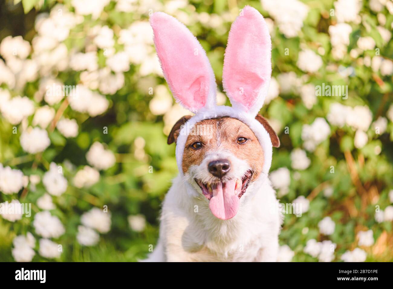 Portrait de chien heureux avec des oreilles de lapin le jour ensoleillé du printemps comme concept de Pâques Banque D'Images