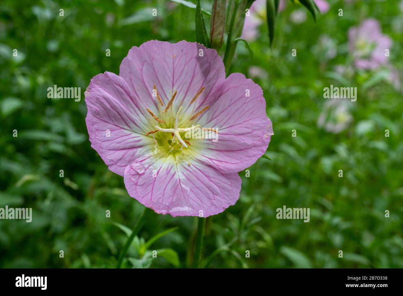 Belle fleur rose avec un fond vert en Allemagne pendant le printemps - primrose soirée Banque D'Images