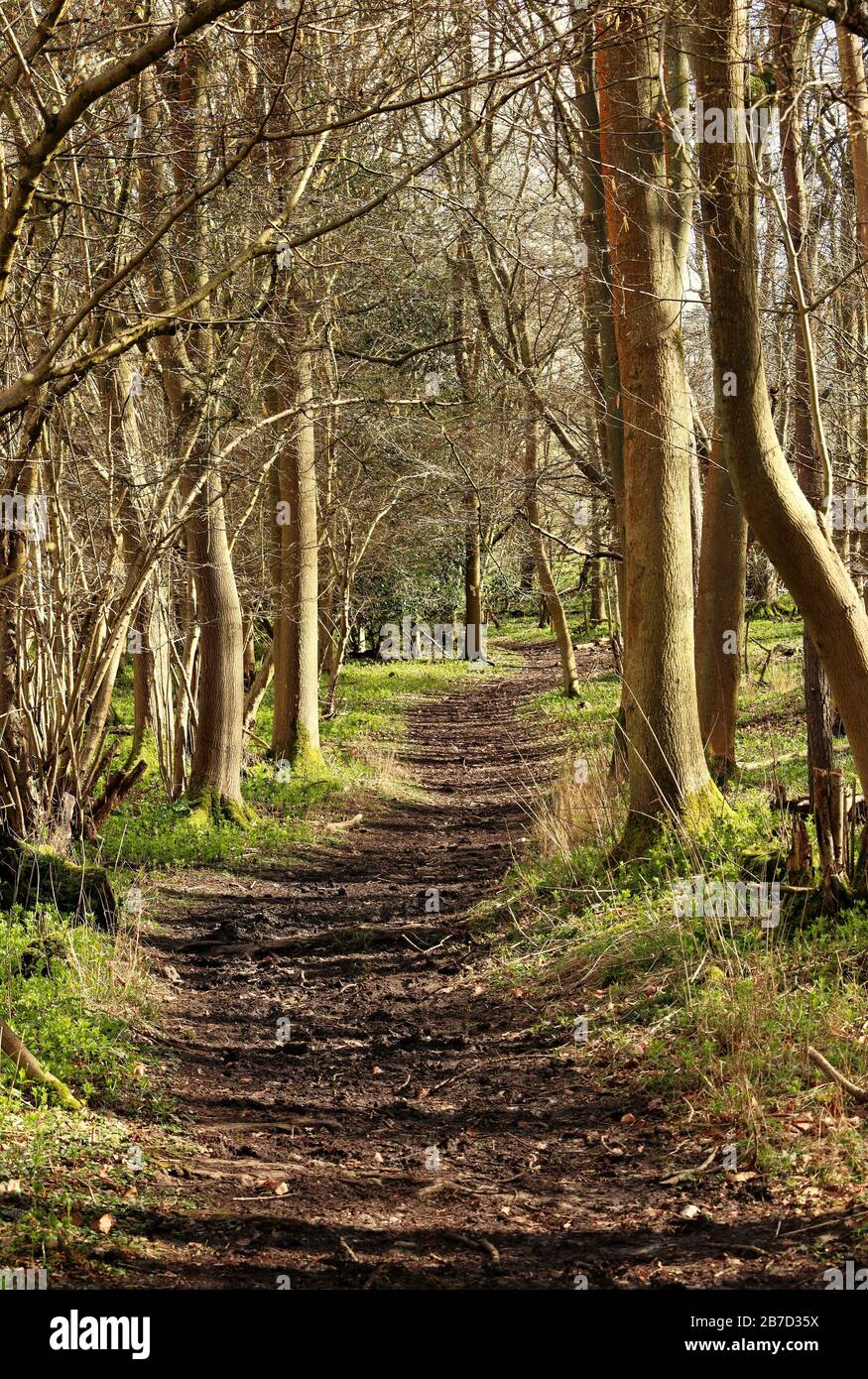 French Woodland Track aux rayons du soleil d'hiver Banque D'Images