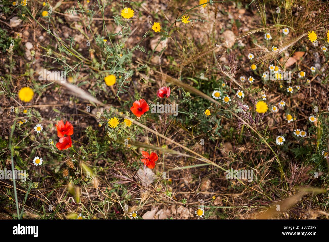 Vue de dessus des fleurs colorées dans un champ Banque D'Images
