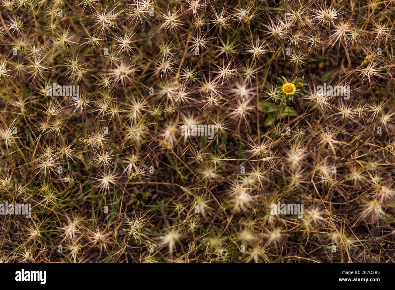 Fleur dans un champ avec des herbes brunes Banque D'Images