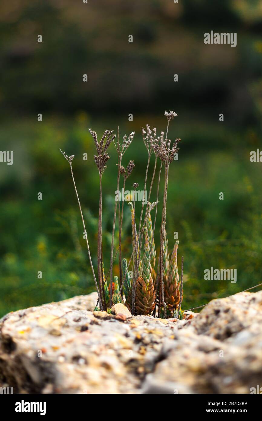 Plantes qui poussent dans une roche Banque D'Images
