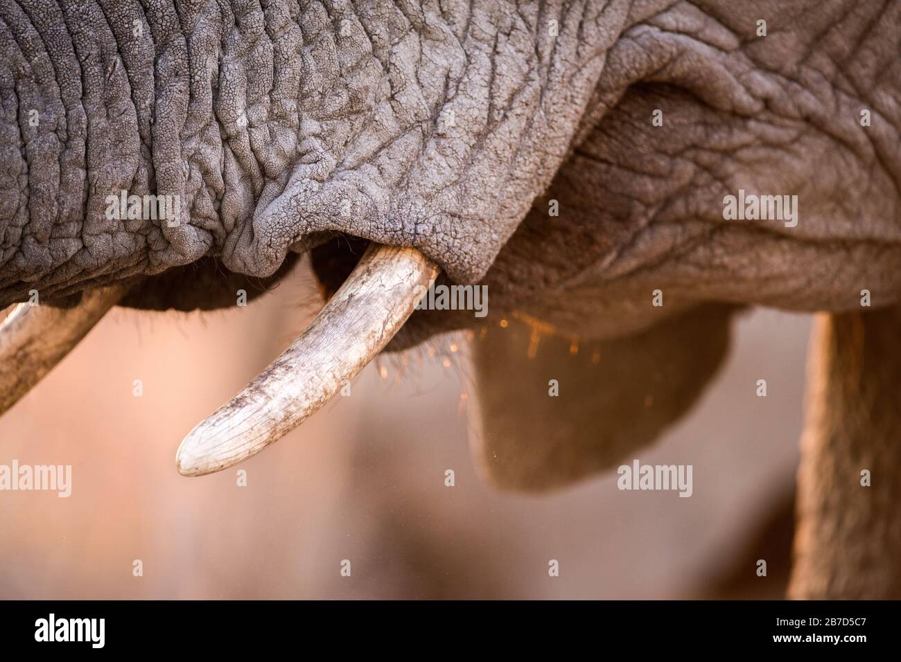 Une photo de gros plan de la bouche d'un jeune éléphant et d'une défense au coucher du soleil, prise dans la réserve de jeux de Madikwe, en Afrique du Sud. Banque D'Images