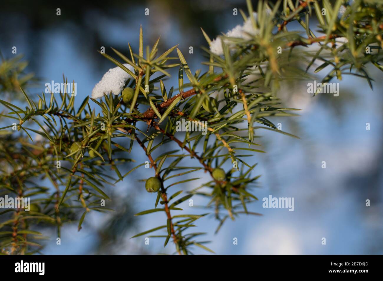 Branche Juniper avec baies Banque D'Images