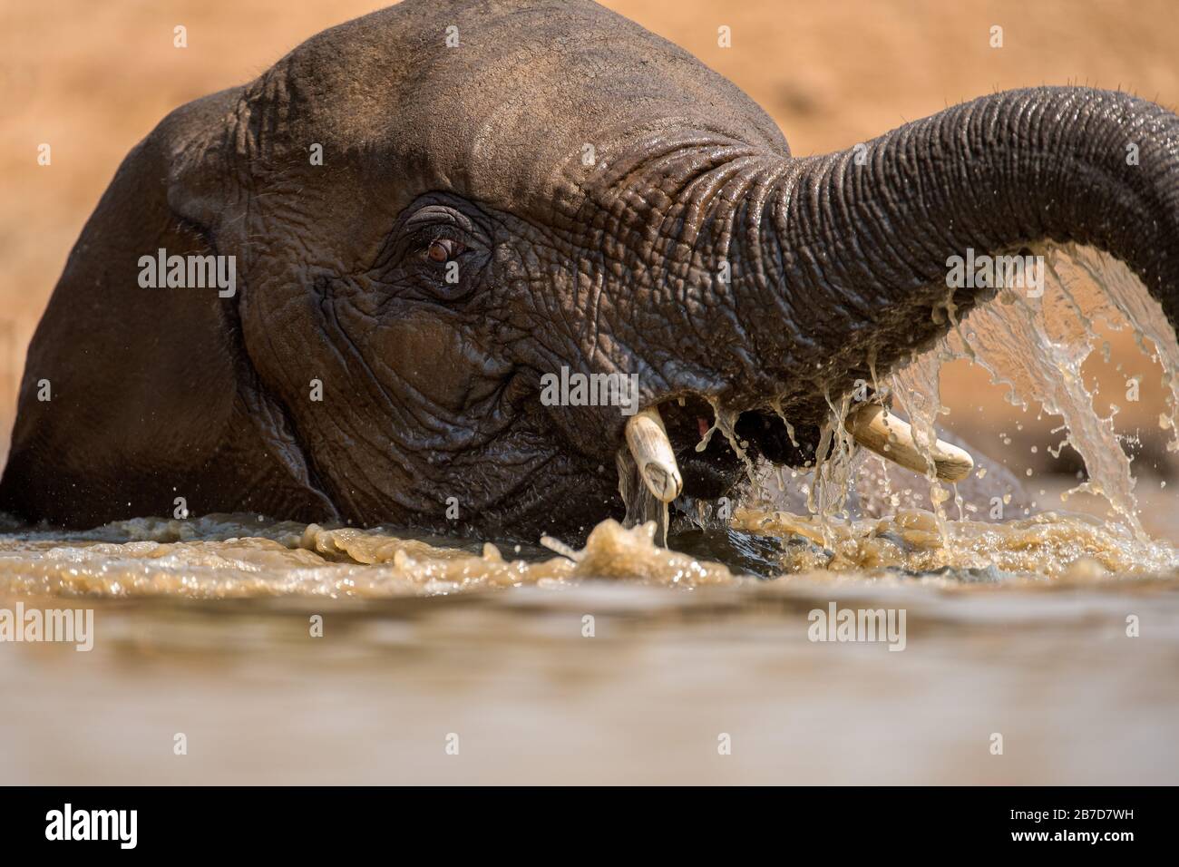 Un portrait d'action rapproché d'un éléphant de natation, éclabousser, jouer et boire dans un trou d'eau à la réserve de jeux de Madikwe, Afrique du Sud. Banque D'Images