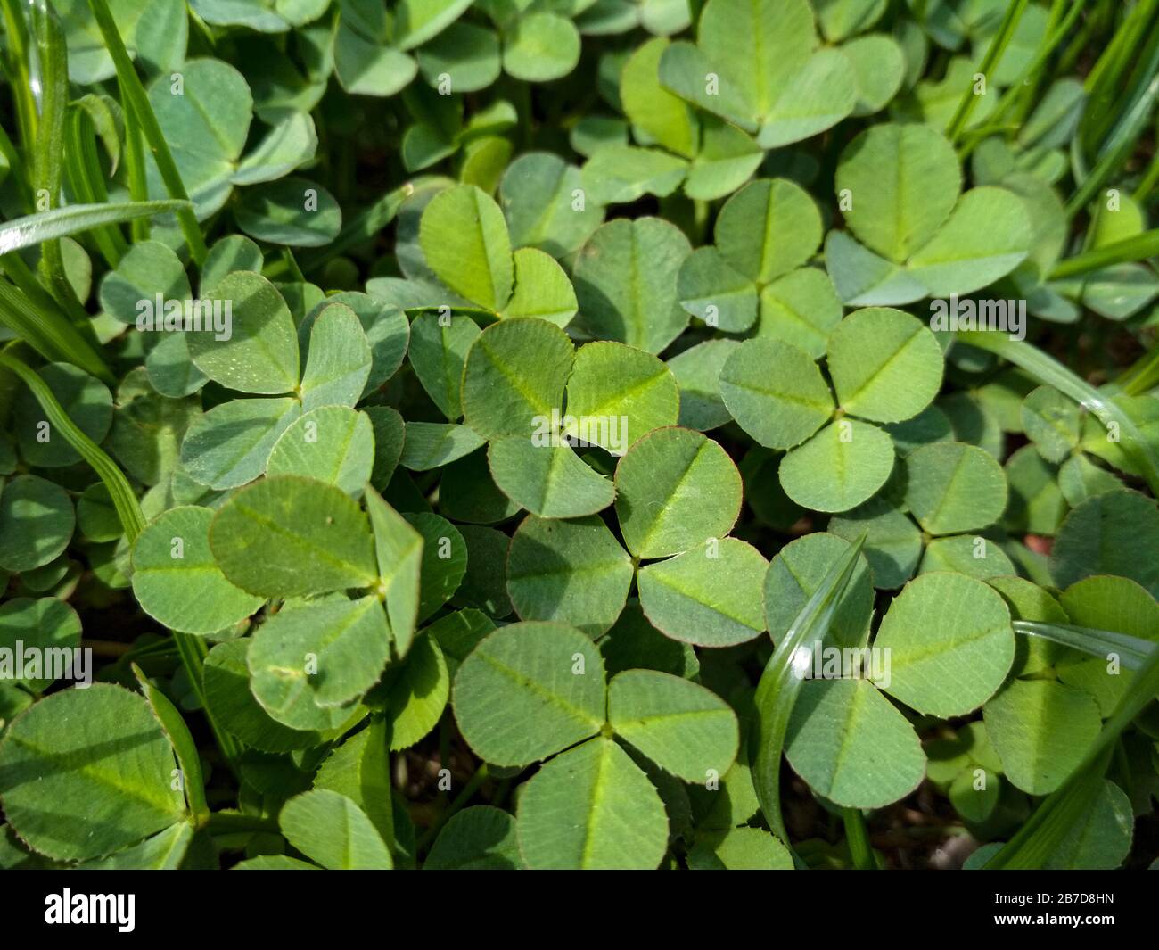 beaucoup de fond de trèfle vert frais. Clover irlandais chanceux à quatre feuilles. Saint-Patrick. Banque D'Images