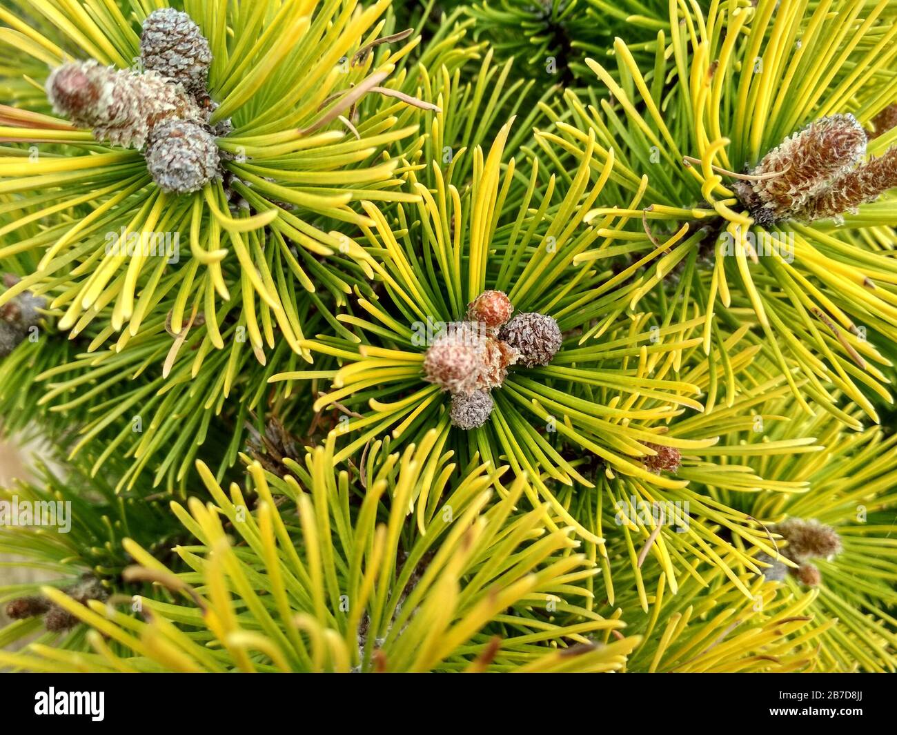 Jeunes bourgeons de pins au printemps. Pinus mugo, pin nain, pin mugo. Pinus mugo hiver or Banque D'Images